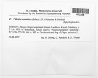 Phlebia tremellosa image